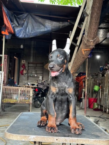 Doberman ( Need Pre Order 2 days )