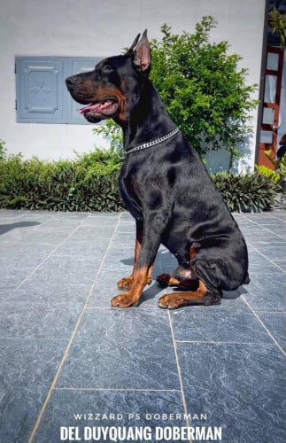 Doberman ( Need Pre Order 2 days )