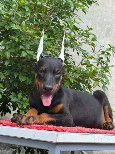 Doberman ( Need Pre Order 2 days )