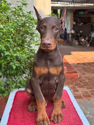 Doberman ( Need Pre Order 2 days )