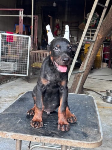 Doberman ( Need Pre Order 2 days )