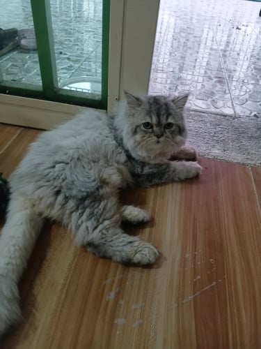 Female chubby cat for sale