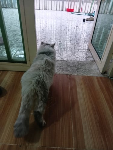 Female chubby cat for sale
