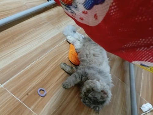 Female chubby cat for sale