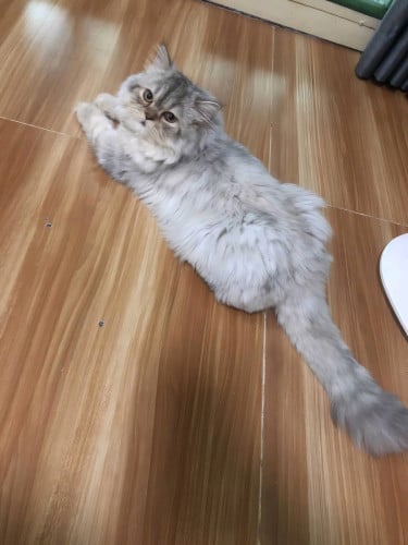 Female chubby cat for sale