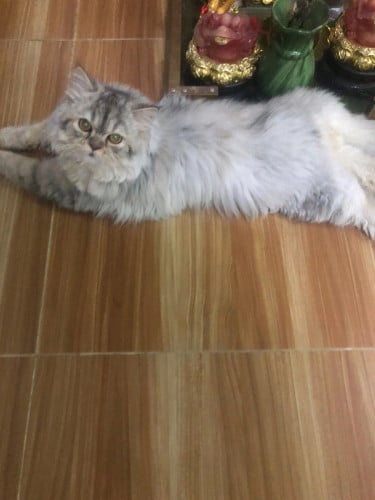Female chubby cat for sale
