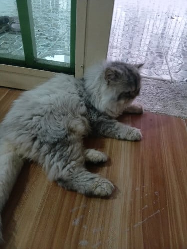 Female chubby cat for sale
