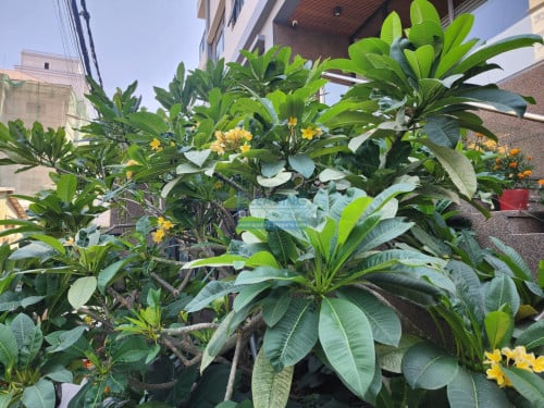 N1039 | Serviced Apartment 2 Bedrooms with Gym, Pool, Cleaning For Rent