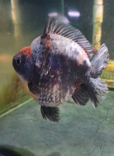 Oranda big size
