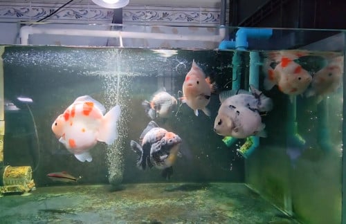 Oranda big size