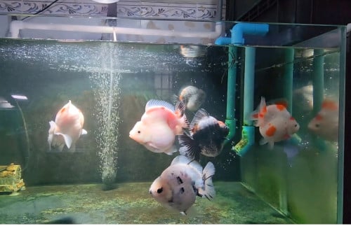 Oranda big size