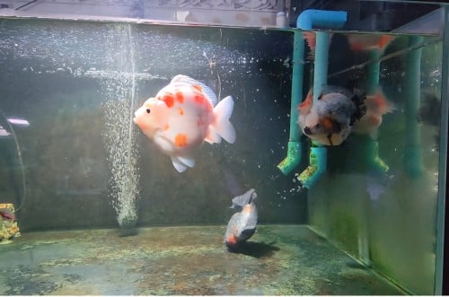 Oranda big size