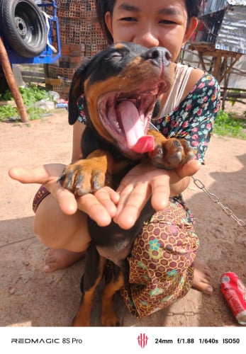 Rottweiler male 280$