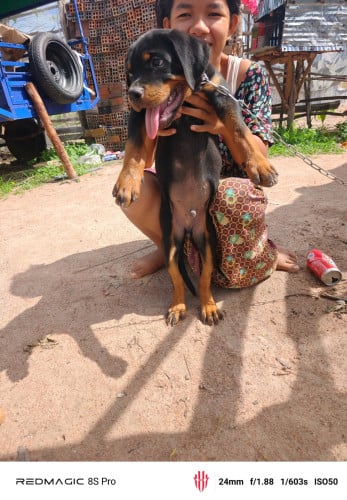 Rottweiler male 280$