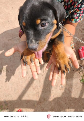 Rottweiler male 280$