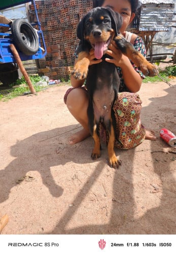 Rottweiler male 280$