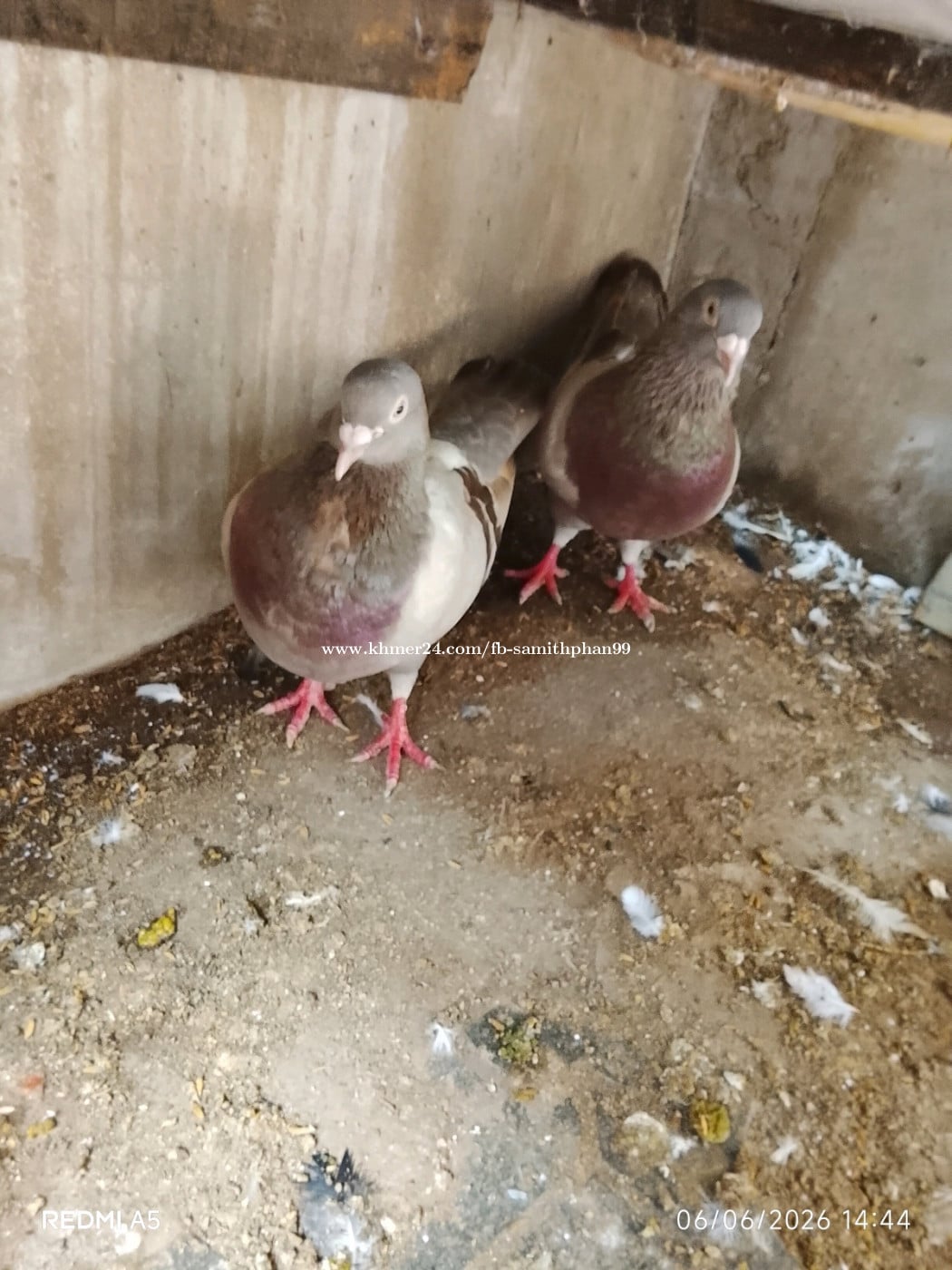 ព្រាបមាន់លក់
