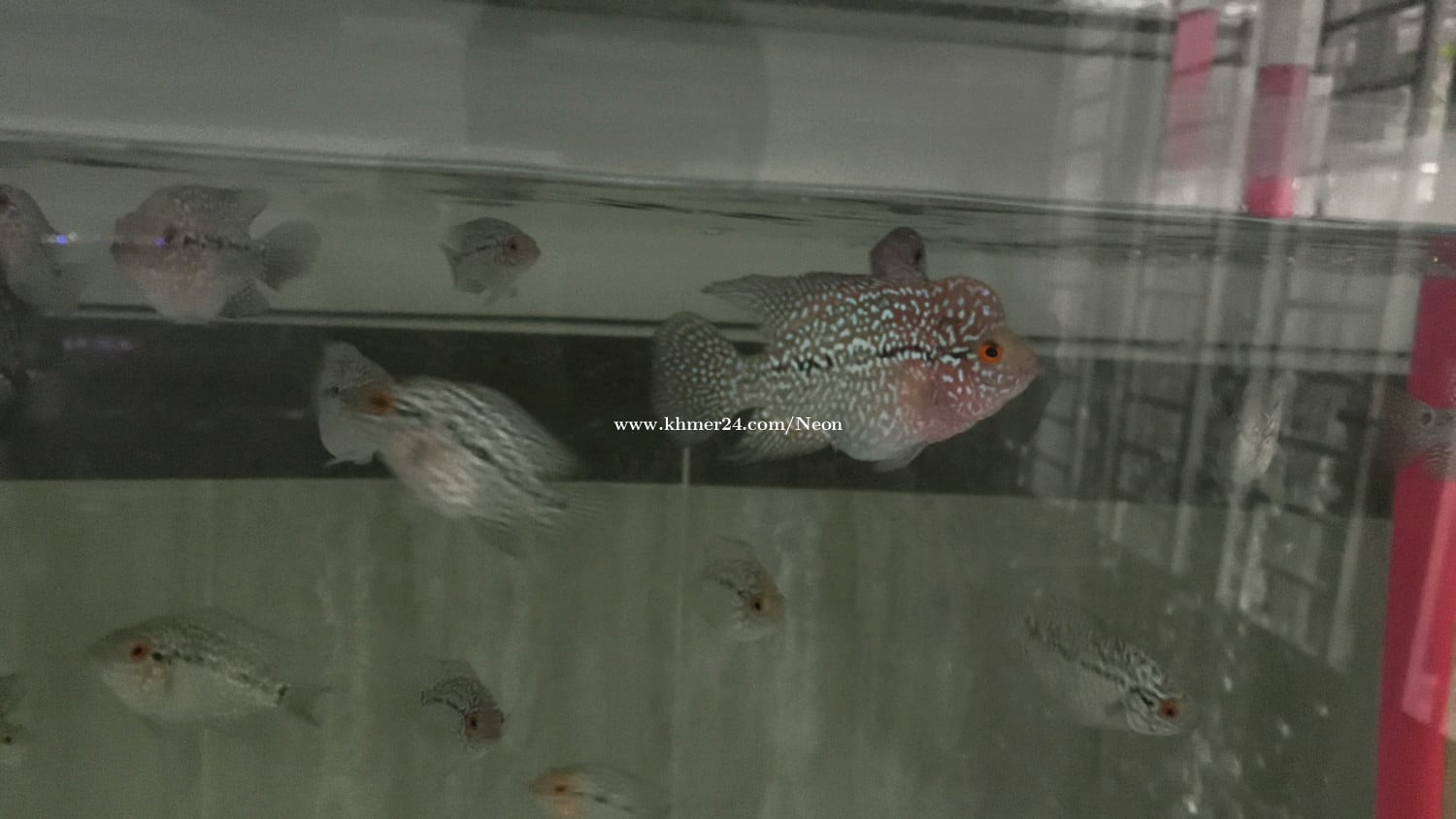កូនត្រីឡហាន