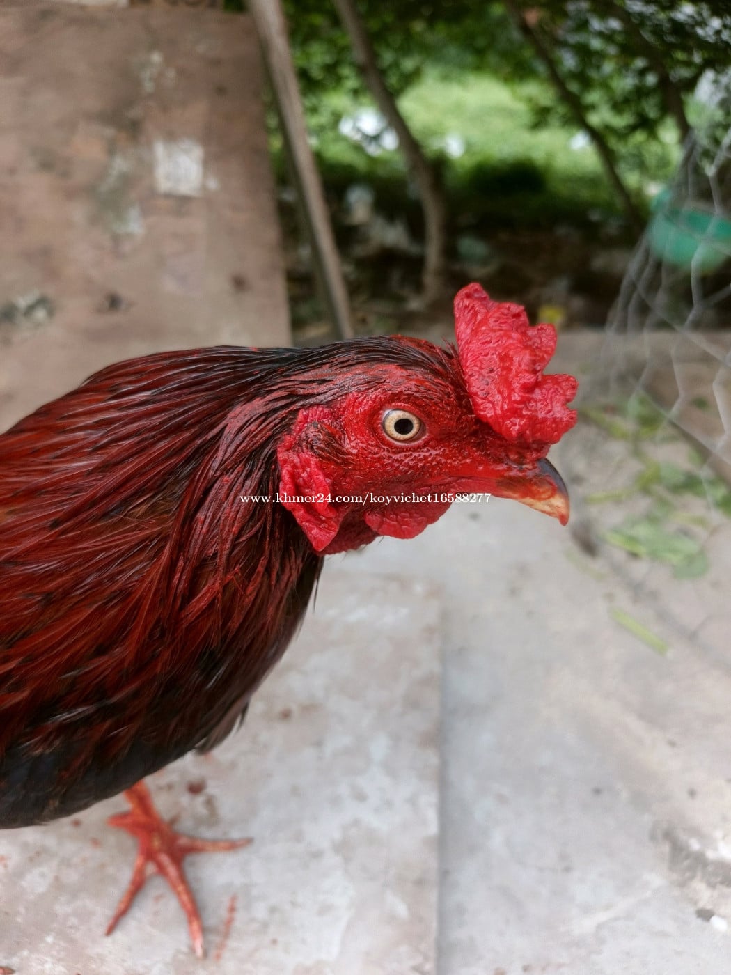 ថ្មី