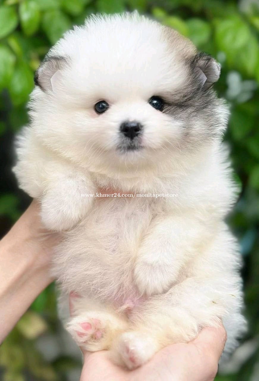 Pom vip