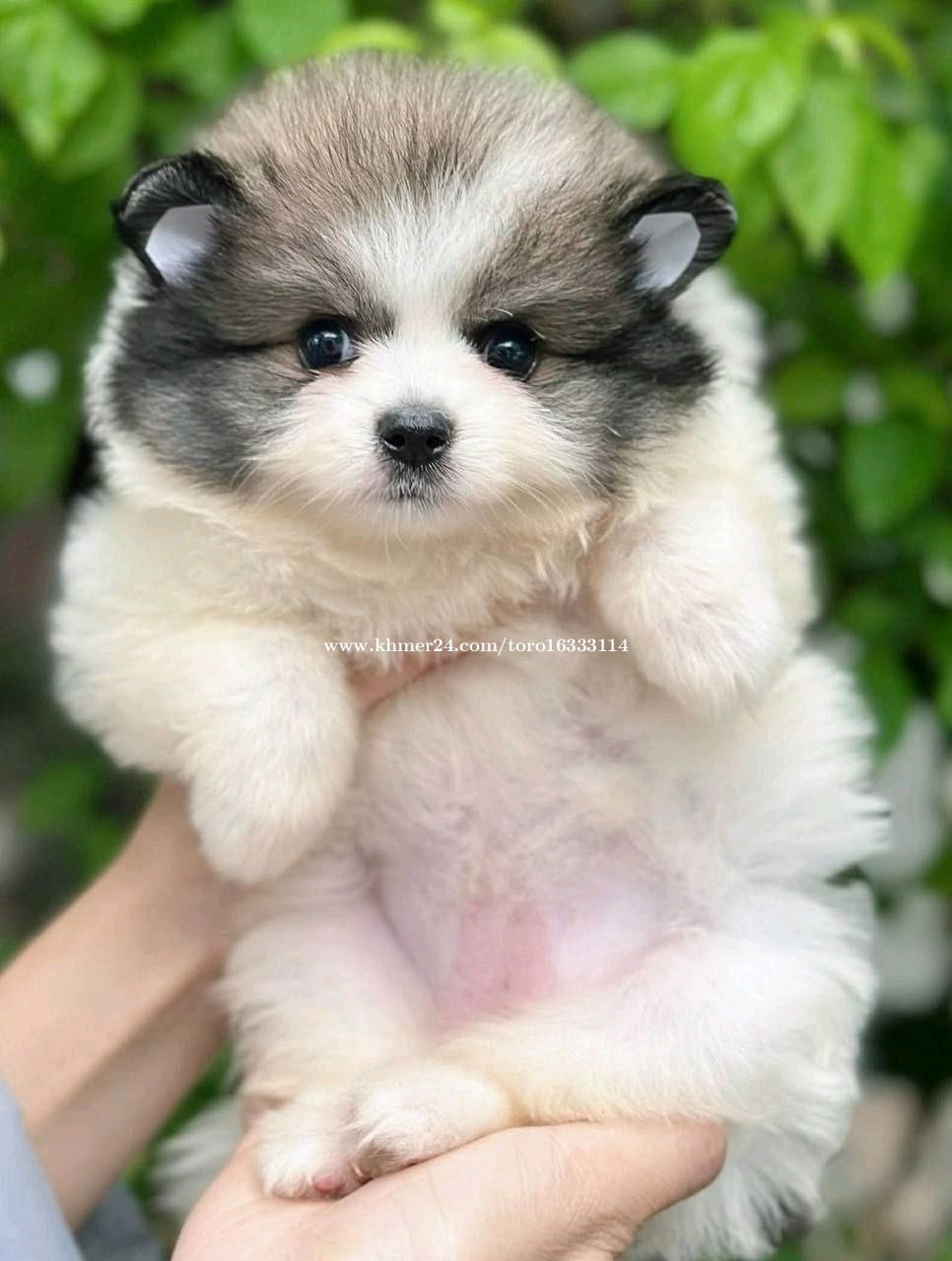 Pom vip