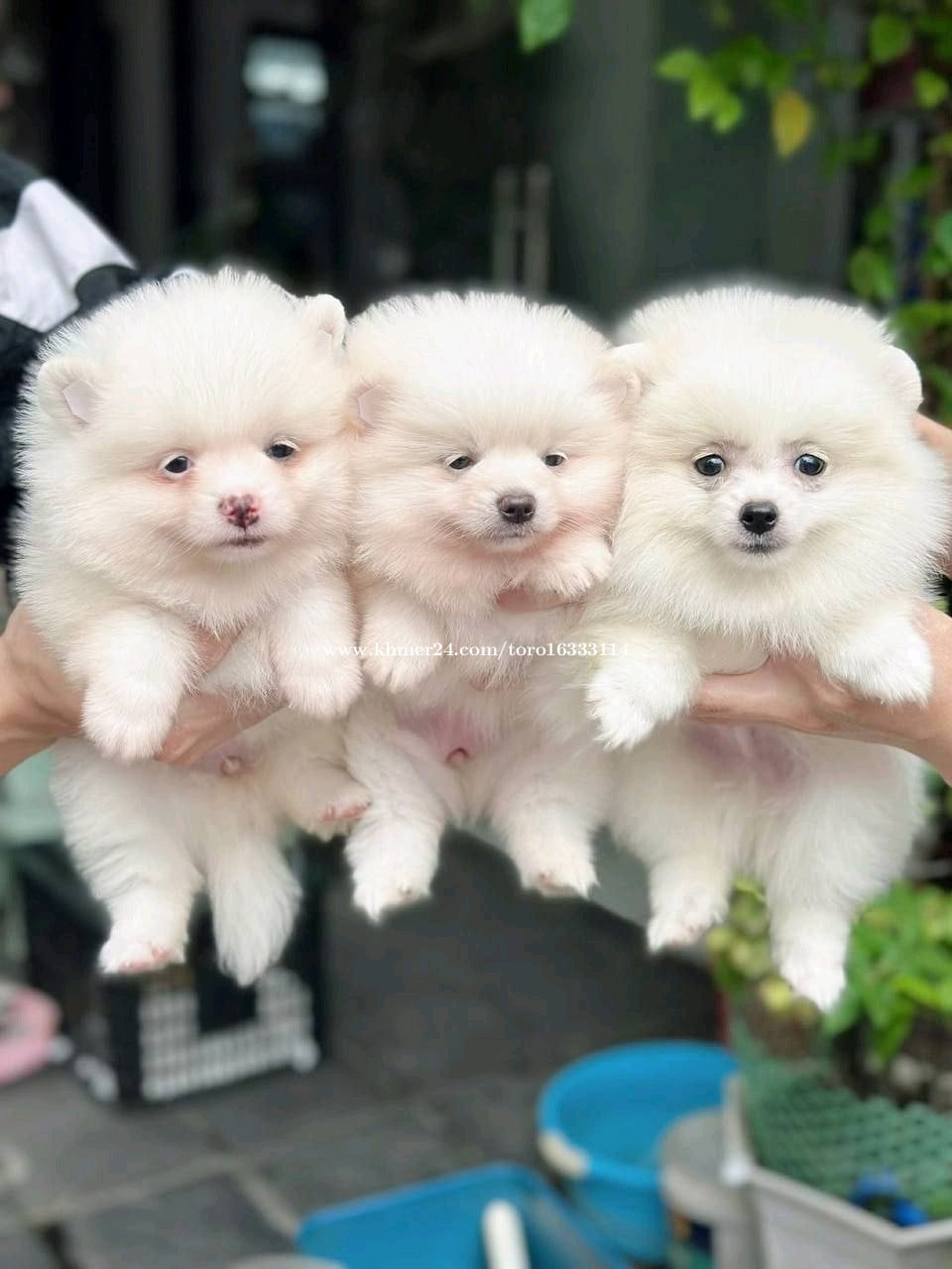 Pom vip