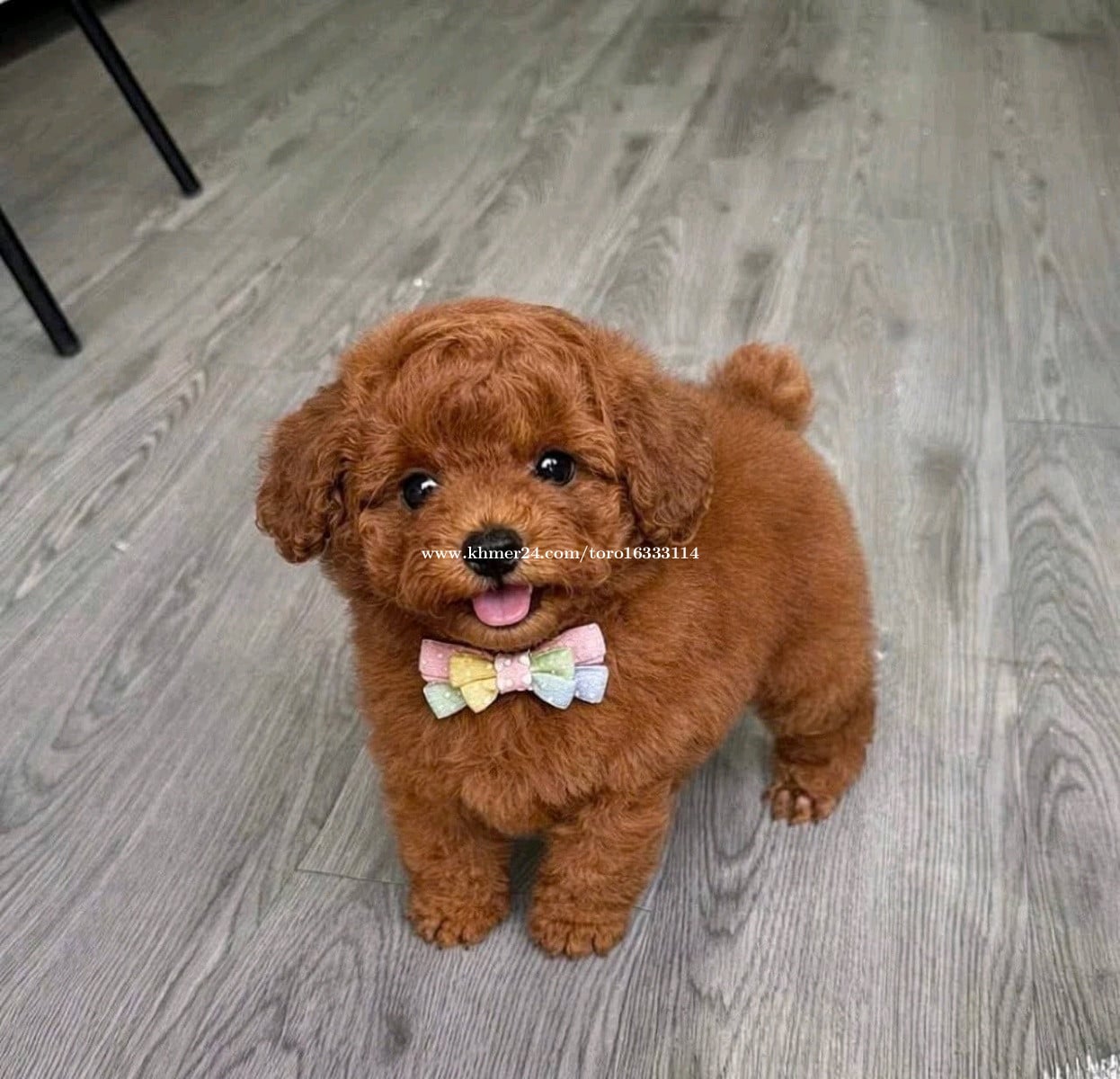Poodle vip