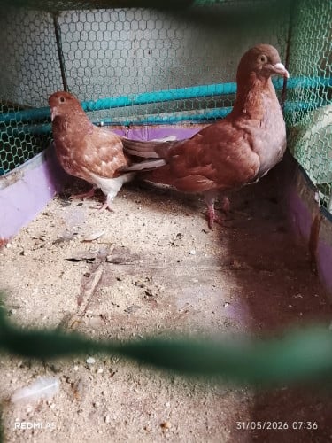 ព្រាបមាន់លក់