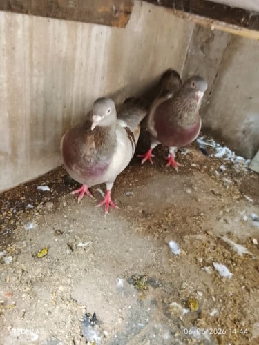 ព្រាបមាន់លក់