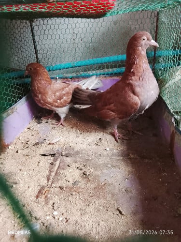 ព្រាបមាន់លក់