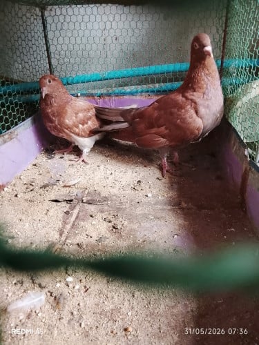 ព្រាបមាន់លក់