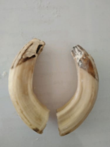 ខ្នែងជ្រូនប្រហោរខាងក្នុង
