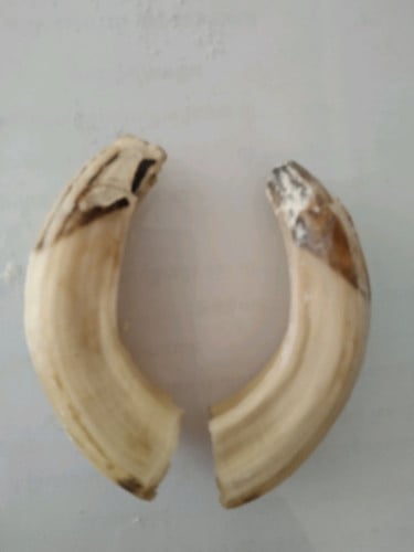 ខ្នែងជ្រូនប្រហោរខាងក្នុង