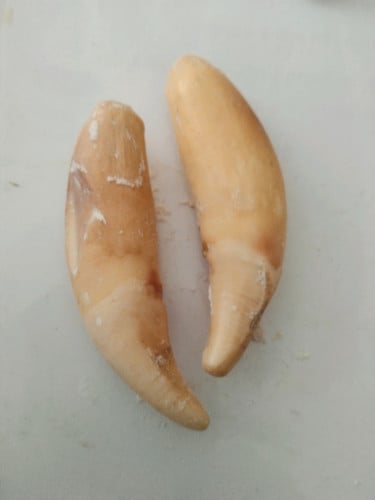 ចង្កូមស្តេចតោ