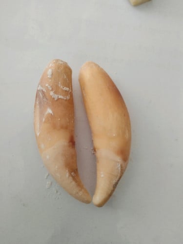 ចង្កូមស្តេចតោ