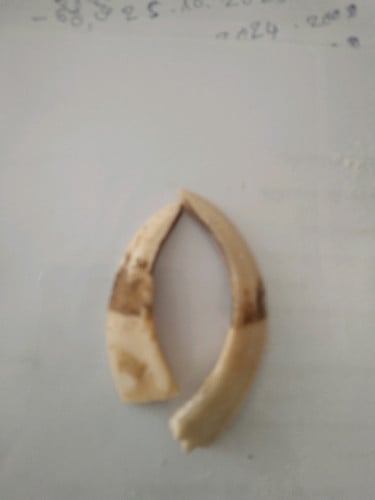 ខ្នែងជ្រូក