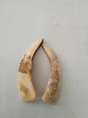 ខ្នែងជ្រូក