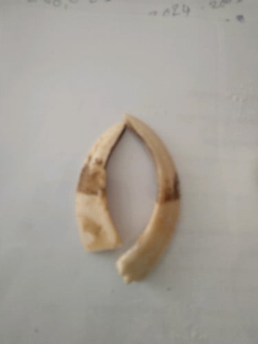 ខ្នែងជ្រូក