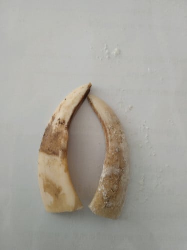 ខ្នែងជ្រូក