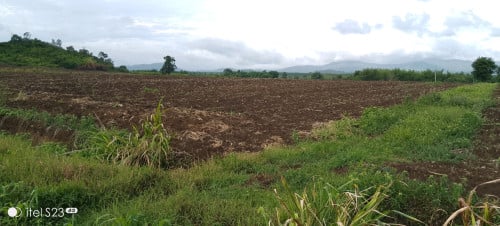 ដីចំការលក់