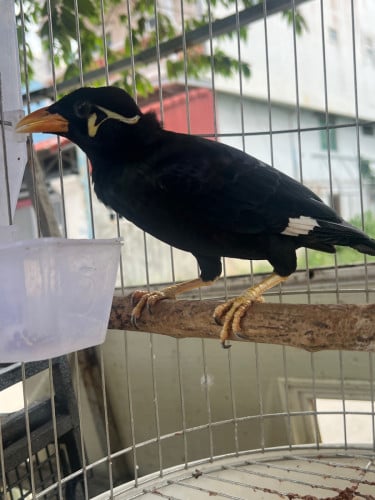 អាវងលក់
