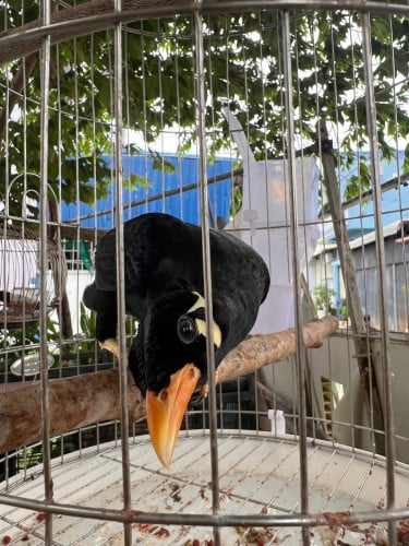 អាវងលក់