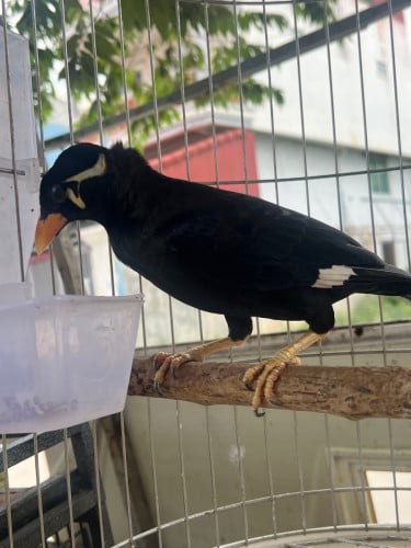 អាវងលក់