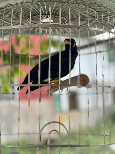 អាវងលក់
