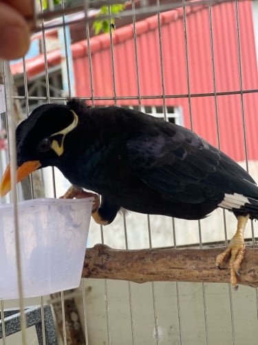 អាវងលក់