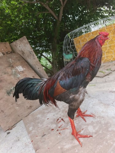 ថ្មី