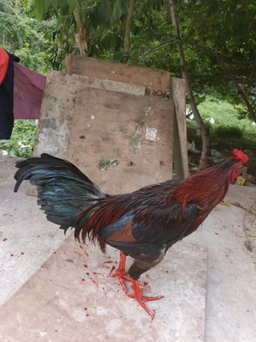 ថ្មី