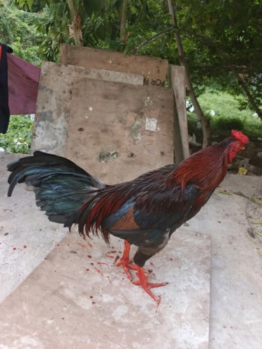 ថ្មី