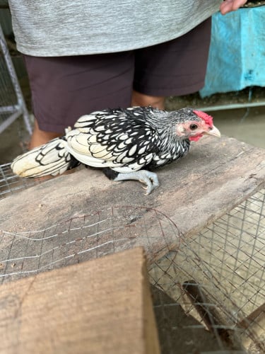 មាន់លក់