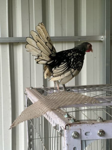 មាន់លក់